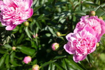 Selective focus: pink peonies in the summer garden at the sun day. Bright congratulations on the holiday. Peonies growing on bush shot at close range