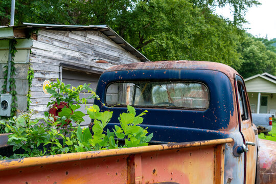 Truckbed Forest