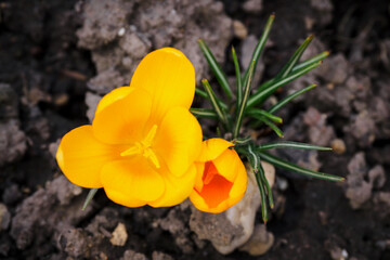 Crocus vernus - orange crocus flowers in spring.