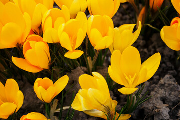 Obraz premium Crocus vernus - orange crocus flowers in spring.