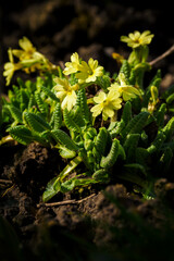 Primula veris - Yellow primrose flowers in detail.