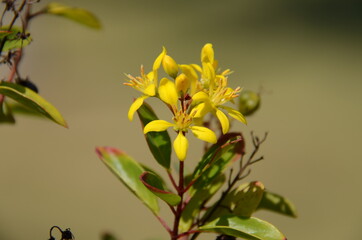 yellow flowers on a green background