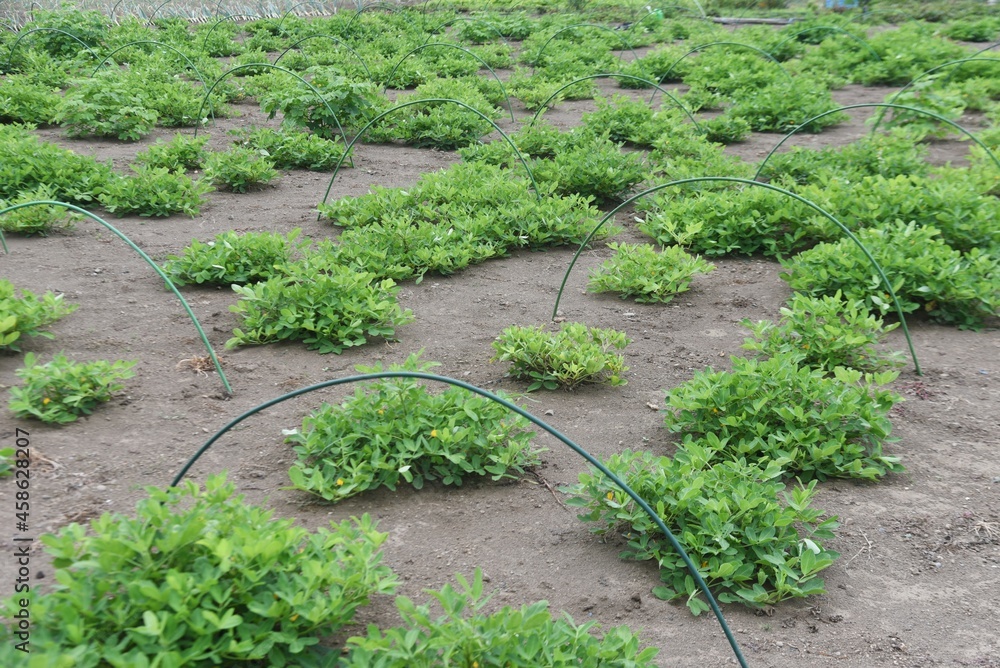 Wall mural Peanut cultivation. Peanuts can be planted around May or June and harvested around October. 