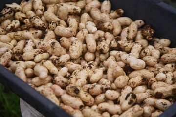 Peanut cultivation. Peanuts can be planted around May or June and harvested around October. 