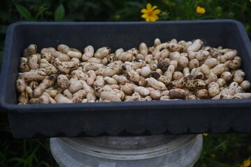 Peanut cultivation. Peanuts can be planted around May or June and harvested around October. 