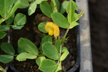 Peanut cultivation. Peanuts can be planted around May or June and harvested around October. 