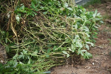 Peanut cultivation. Peanuts can be planted around May or June and harvested around October. 