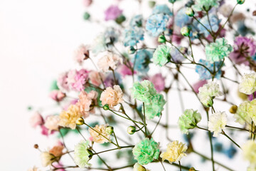 Beautiful colorful gypsophila flowers on white background, closeup