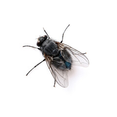Fly isolated on white background