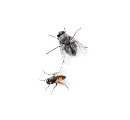 Flies isolated on white background