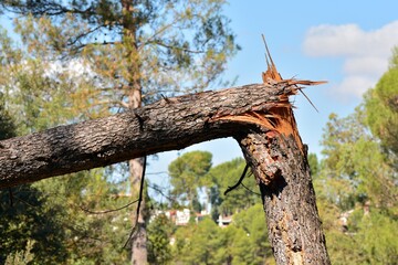 Tronco de un árbol quebrado por el viento