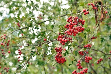 Frutos rojos del majuelo, Crataegus monogyna, madurando en sus ramas