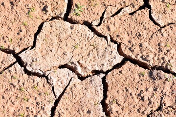 Pequeños brotes verdes en tierra seca y cuarteada por la sequía 