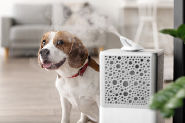 Cute dog in room with modern humidifier - obrazy, fototapety, plakaty