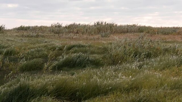 A strong wind sways the yellowing grass. Coastal meadow. Flora of Lake Ilmen. Static camera