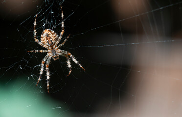Close-up spider with cobwebs on dark background