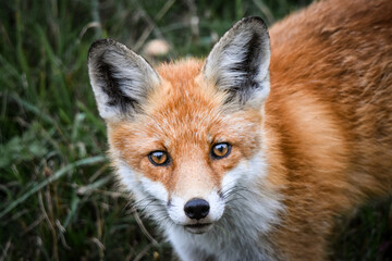 Obraz premium red fox vulpes