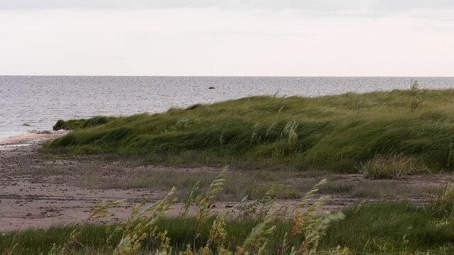 A strong wind sways the yellowing grass. Coastal meadow. Flora of Lake Ilmen. Static camera
