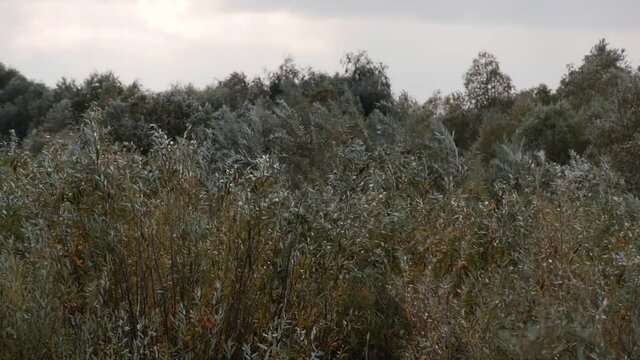 A strong wind sways the yellowing grass. Coastal meadow. Flora of Lake Ilmen. Static camera
