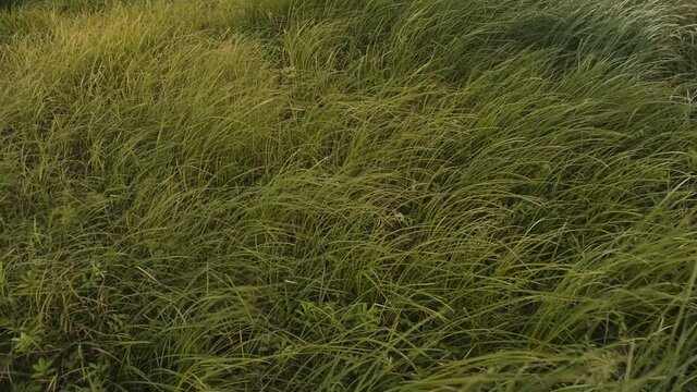 A strong wind sways the yellowing grass. Coastal meadow. Flora of Lake Ilmen. Static camera