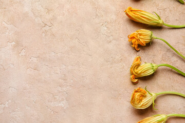 Flowers of zucchini on color background