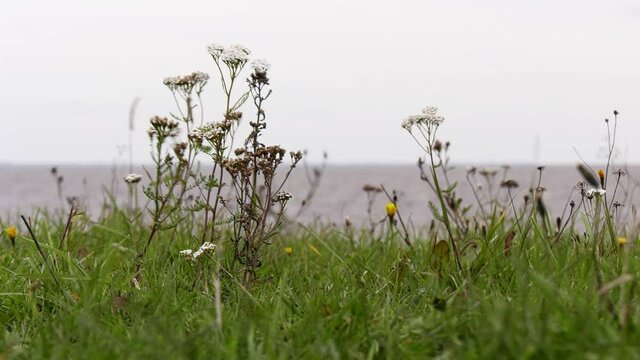 A strong wind sways the yellowing grass. Coastal meadow. Flora of Lake Ilmen. Static camera