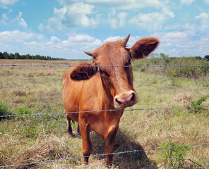Brown Calf in a farm