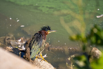 Green heron (Butorides striatus) with ruffled feathers stands on the shore of the lake.
