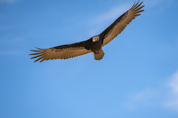 Flying turkey vulture (Cathartes aura) on a blue sky background. Wildlife photography.	
