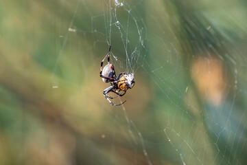 The spider has caught the prey and wraps it in a web.  