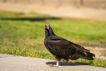 Turkey vulture (Cathartes aura) stands on a path in the park. 