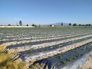 Campo