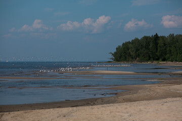 flock of birds by the seashore.