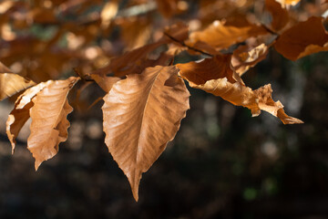 Bronze autumn leaves on a tree branch in the forest ~AUTUMNAL~
