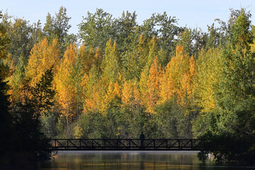 Fototapeta premium A lone hiker crosses a bridge over Alaska's Eklutna Tailrace with autumn colors as a backdrop.