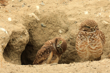 Burrowing Juvenile Owls in Southern California in Their Wild Habitat