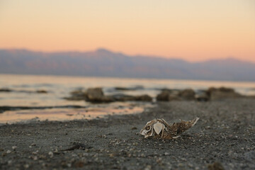 Fish Skeleton Along the Shores of the Salton Sea