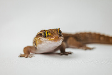 
termite gecko (Hemidactylus triedrus) wallpaper on white background