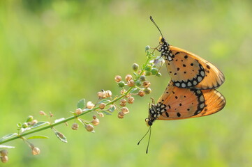 butterfly on a flower