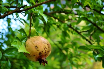 初秋の公園　ザクロの実　風景