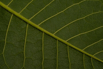 hoja macro