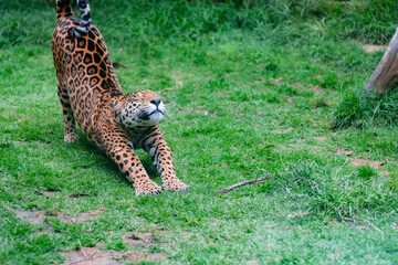 Closeup shot of a jaguar stretching in a field during the day © Oscar RaÚl Mahecha SÁnchez/Wirestock