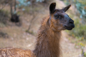 Closeup shot of a brown llama in a field with blurred background