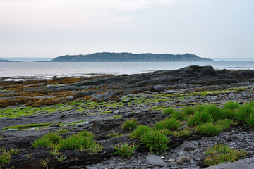 Seashore with rocks, seaweeds and green plant. Offshore island on a foggy morning. St-Lawrence river, Québec, Canada