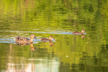 A family of ducks, a duck and its little ducklings are swimming in the water. The duck takes care of its newborn ducklings. Mallard, lat. Anas platyrhynchos