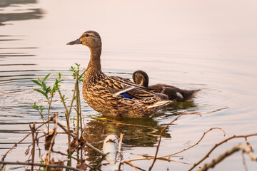 A family of ducks, a duck and its little ducklings are swimming in the water. The duck takes care of its newborn ducklings. Mallard, lat. Anas platyrhynchos
