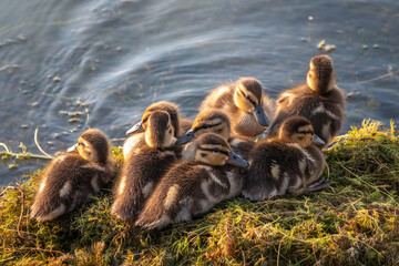 Cute little ducklings standing in a lake coast
