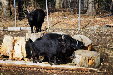 Small farm with a black goat with horns.