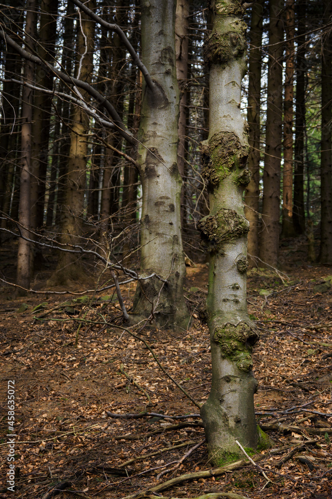 Sticker tumors on a tree trunk in the forest.