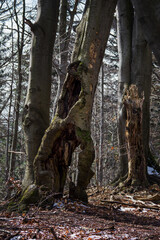 Fototapeta na wymiar Decaying tree trunk in the forest.